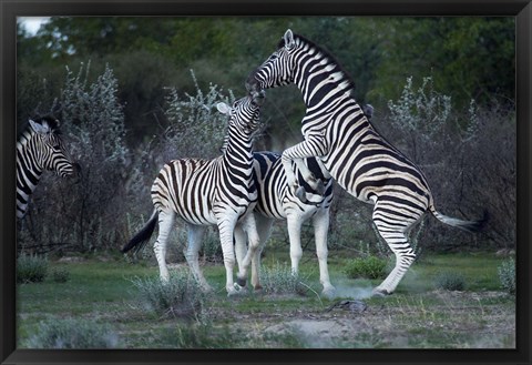 Framed Burchell&#39;s zebra fighting, Etosha National Park, Namibia Print