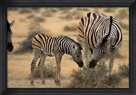 Framed Burchell&#39;s zebra foal and mother, Etosha National Park, Namibia Print