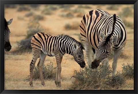 Framed Burchell&#39;s zebra foal and mother, Etosha National Park, Namibia Print