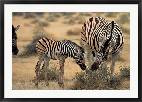 Framed Burchell&#39;s zebra foal and mother, Etosha National Park, Namibia Print