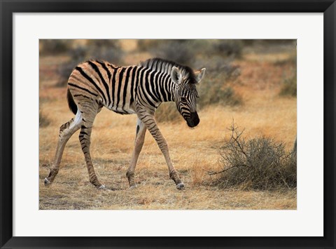 Framed Burchells zebra foal, burchellii, Etosha NP, Namibia, Africa. Print