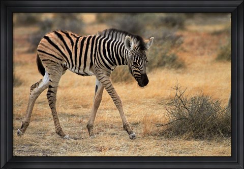 Framed Burchells zebra foal, burchellii, Etosha NP, Namibia, Africa. Print