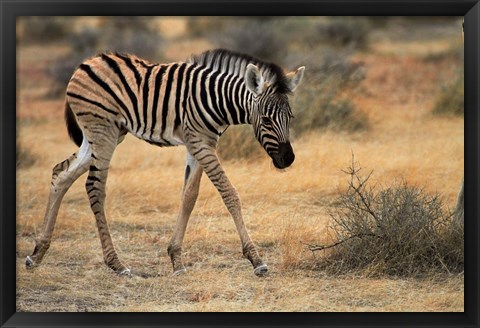 Framed Burchells zebra foal, burchellii, Etosha NP, Namibia, Africa. Print