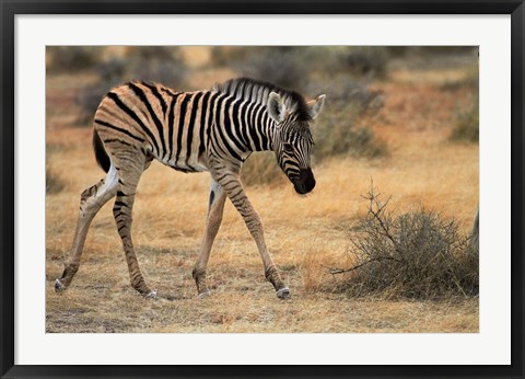 Framed Burchells zebra foal, burchellii, Etosha NP, Namibia, Africa. Print