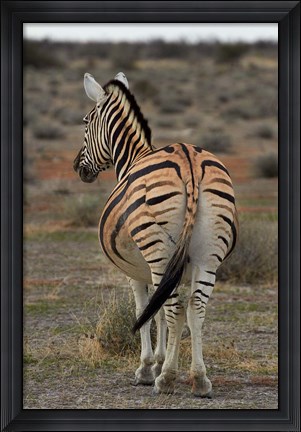 Framed Burchells zebra with mismatched stripes, Etosha NP, Namibia, Africa. Print