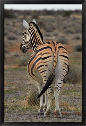 Framed Burchells zebra with mismatched stripes, Etosha NP, Namibia, Africa. Print