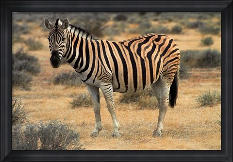 Framed Burchells zebra, burchellii, Etosha NP, Namibia, Africa. Print