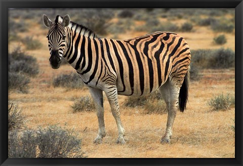 Framed Burchells zebra, burchellii, Etosha NP, Namibia, Africa. Print