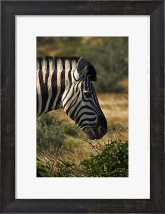 Framed Zebra&#39;s head, Namibia, Africa. Print