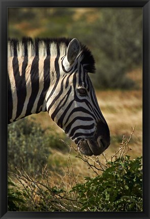 Framed Zebra&#39;s head, Namibia, Africa. Print