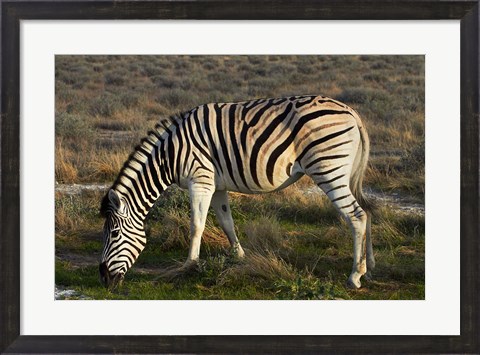 Framed Zebra grazing, burchellii, Etosha NP, Namibia, Africa. Print
