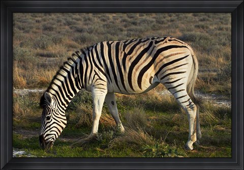 Framed Zebra grazing, burchellii, Etosha NP, Namibia, Africa. Print