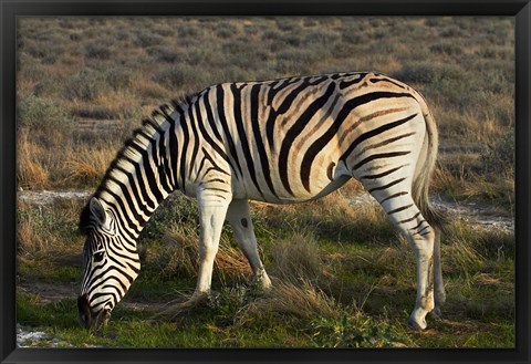 Framed Zebra grazing, burchellii, Etosha NP, Namibia, Africa. Print