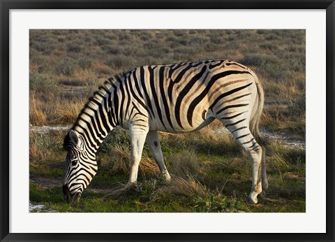 Framed Zebra grazing, burchellii, Etosha NP, Namibia, Africa. Print