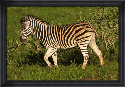 Framed Burchells zebra, burchellii, Kruger NP, South Africa Print