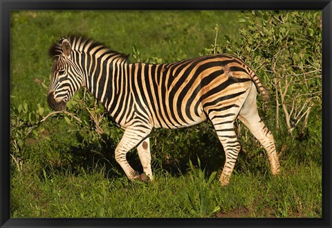 Framed Burchells zebra, burchellii, Kruger NP, South Africa Print