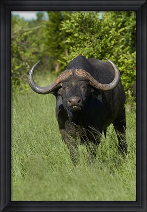 Framed Cape buffalo, Hwange National Park, Zimbabwe, Africa Print