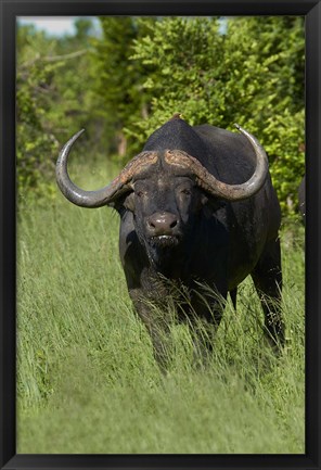 Framed Cape buffalo, Hwange National Park, Zimbabwe, Africa Print