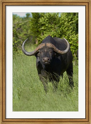 Framed Cape buffalo, Hwange National Park, Zimbabwe, Africa Print