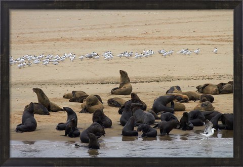 Framed Cape Fur Seal colony at Pelican Point, Walvis Bay, Namibia, Africa. Print