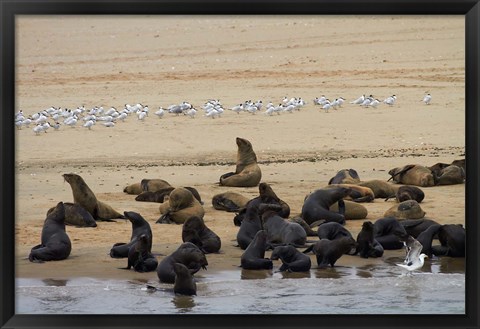 Framed Cape Fur Seal colony at Pelican Point, Walvis Bay, Namibia, Africa. Print