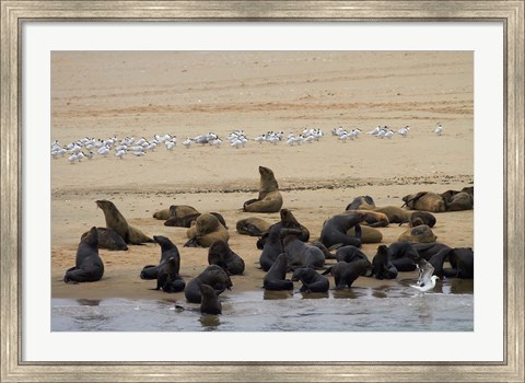 Framed Cape Fur Seal colony at Pelican Point, Walvis Bay, Namibia, Africa. Print