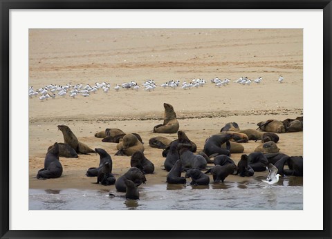 Framed Cape Fur Seal colony at Pelican Point, Walvis Bay, Namibia, Africa. Print