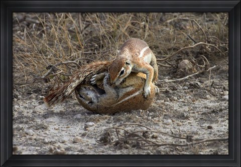 Framed Cape ground squirrels fighting, Etosha NP, Namibia, Africa. Print