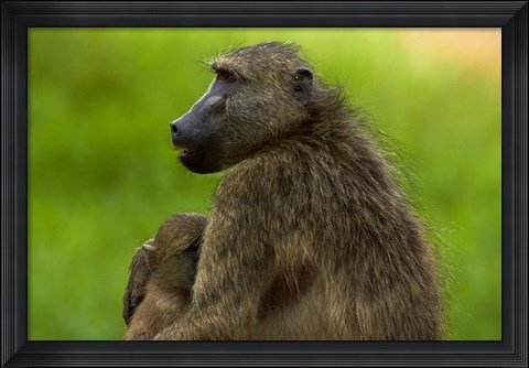Framed Chacma baboon and baby, Kruger NP, South Africa Print