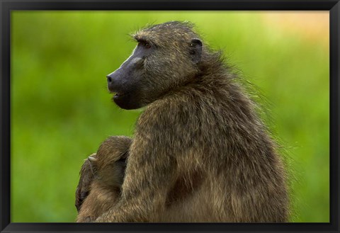 Framed Chacma baboon and baby, Kruger NP, South Africa Print