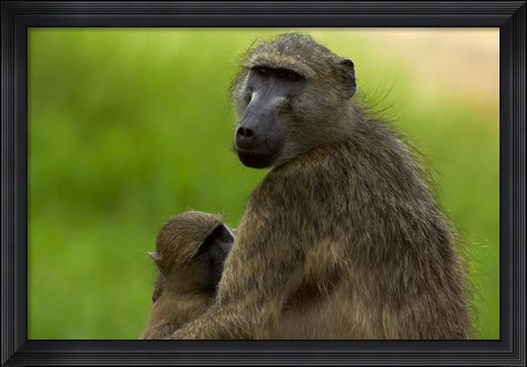 Framed Chacma baboon, Papio ursinus, and baby, Kruger NP, South Africa Print