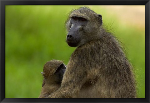 Framed Chacma baboon, Papio ursinus, and baby, Kruger NP, South Africa Print