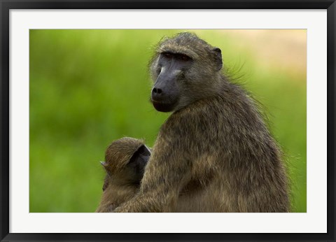 Framed Chacma baboon, Papio ursinus, and baby, Kruger NP, South Africa Print