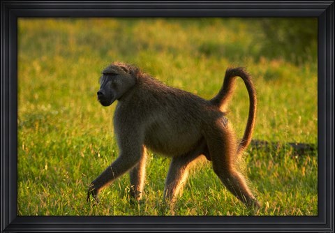 Framed Chacma baboon, Papio ursinus, Kruger NP, South Africa Print