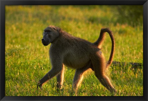 Framed Chacma baboon, Papio ursinus, Kruger NP, South Africa Print