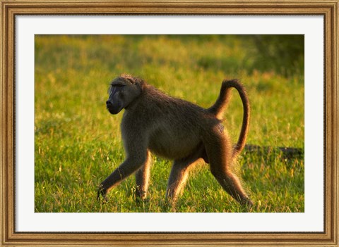 Framed Chacma baboon, Papio ursinus, Kruger NP, South Africa Print