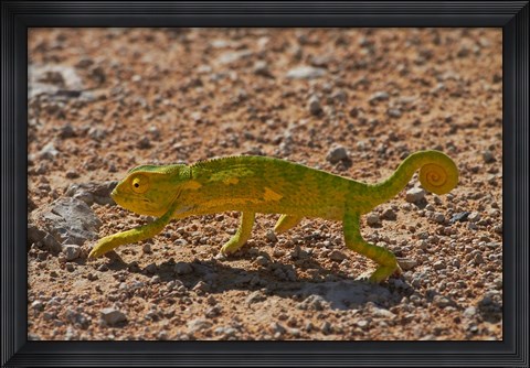 Framed Chameleon, Etosha National Park, Namibia Print