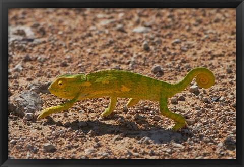 Framed Chameleon, Etosha National Park, Namibia Print