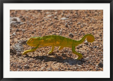 Framed Chameleon, Etosha National Park, Namibia Print