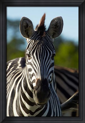 Framed Chapman&#39;s zebra, Hwange National Park, Zimbabwe, Africa Print