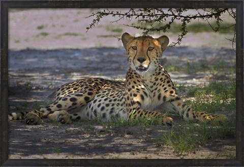Framed Cheetah,Acinonyx jubatus, Nxai Pan NP, Botswana, Africa Print