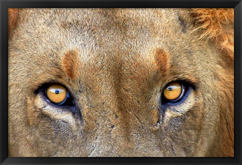 Framed Close-up of Male Lion, Kruger National Park, South Africa. Print