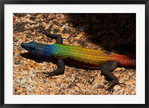 Framed Common flat lizard on Malindidzimu hill, Matobo NP, Zimbabwe, Africa Print