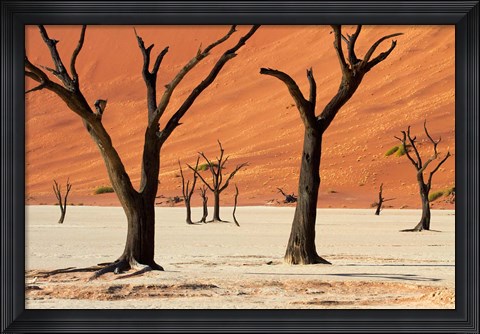 Framed Dead trees with sand dunes, Namibia Print