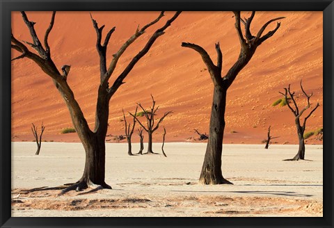 Framed Dead trees with sand dunes, Namibia Print