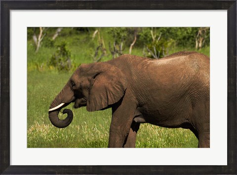 Framed Elephant drinking, Hwange NP, Zimbabwe, Africa Print