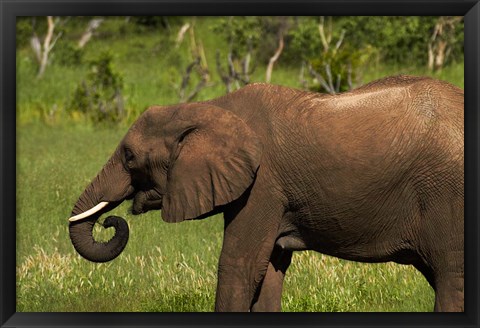 Framed Elephant drinking, Hwange NP, Zimbabwe, Africa Print