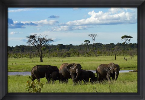 Framed Elephant, Zimbabwe Print