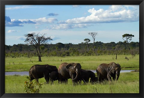 Framed Elephant, Zimbabwe Print