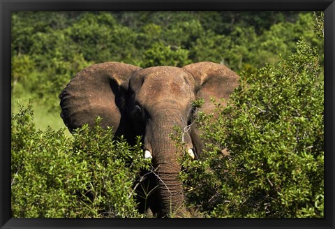 Framed Elephant, Hwange National Park, Zimbabwe, Africa Print